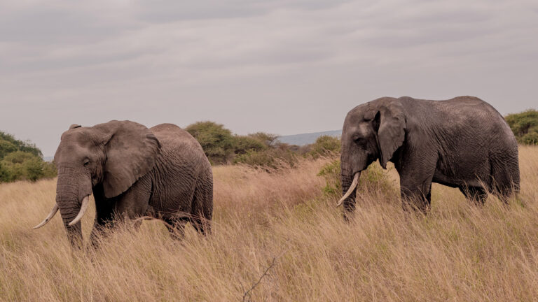 Tarangire National Park: Elephants, Baobabs and Quiet Beauty