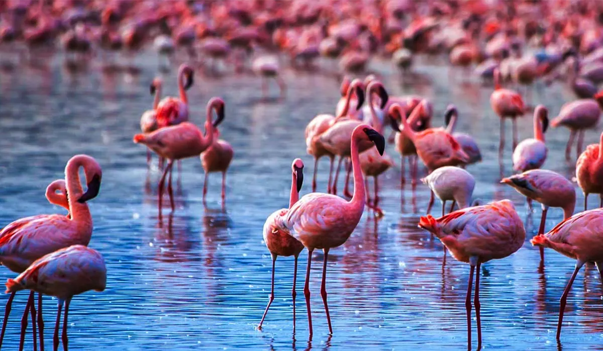 Flock of flamingos in Lake Manyara National Park