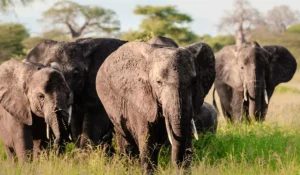 Herd of elephants walking in Tarangire Park