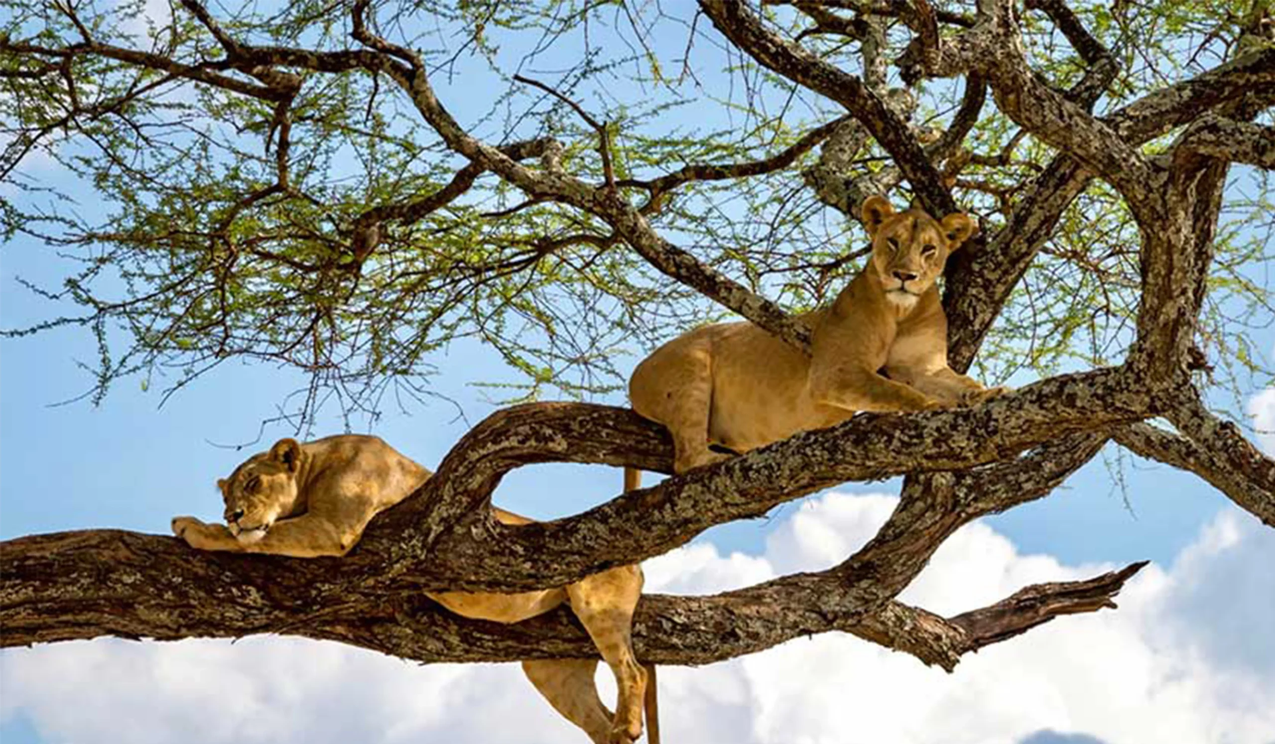 Tree-climbing lion resting on a branch in Serengeti National Park