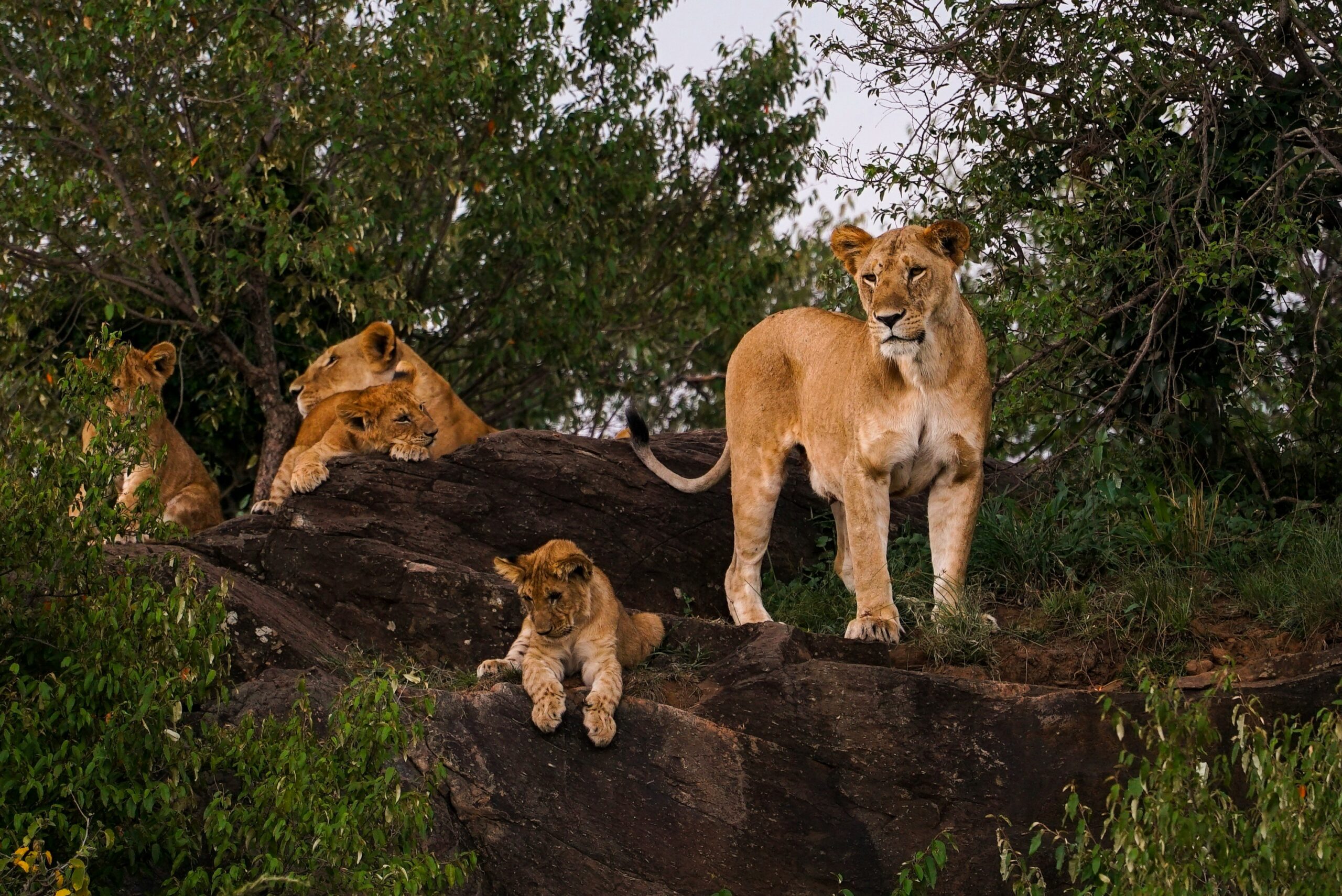 Lions resting in Serengeti National Park