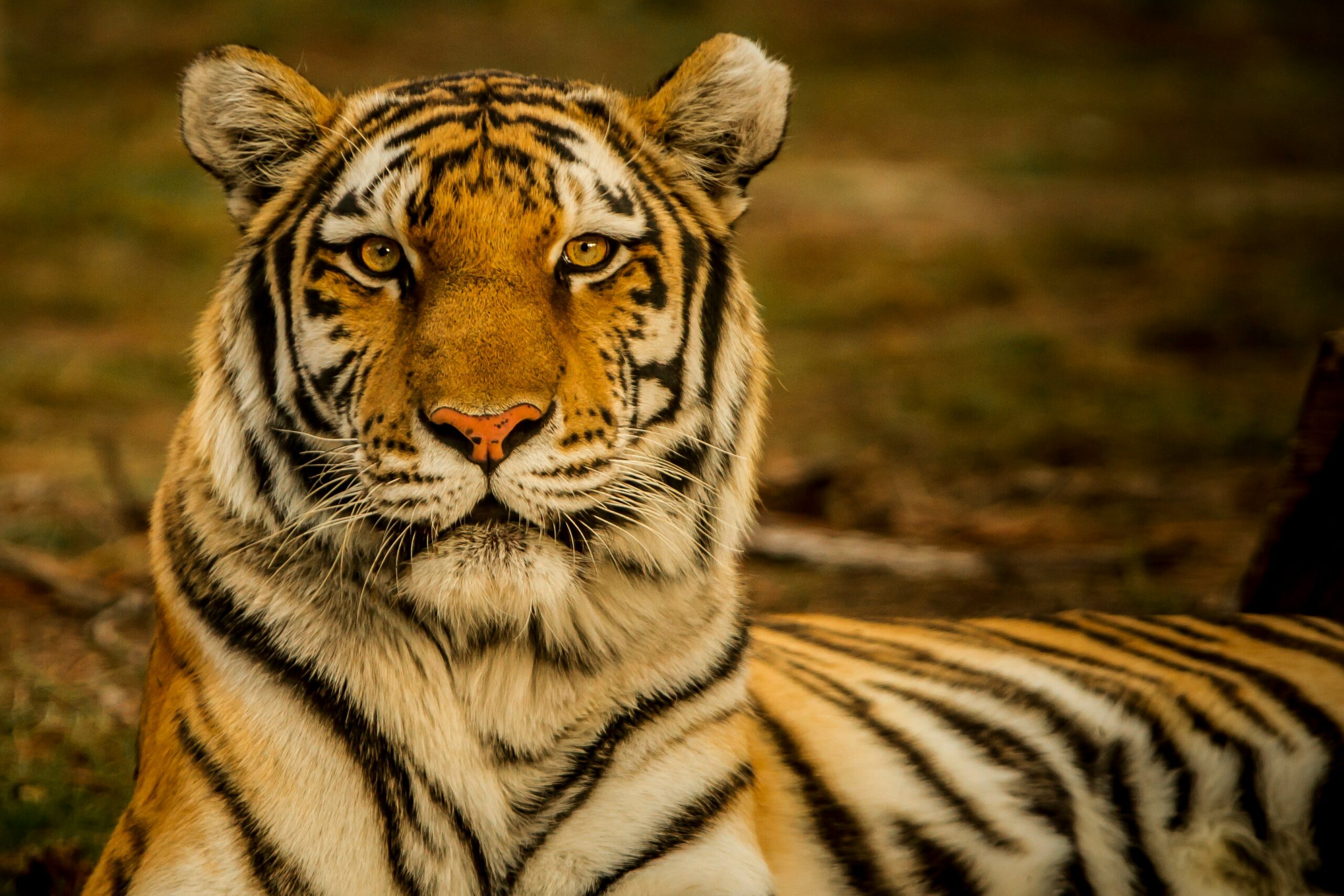 A relaxed tiger lying down in tall grass, partially shaded by trees, with its eyes half-closed in a peaceful jungle setting.