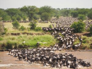A long line of wildebeest moving across the Serengeti savannah during the Great Migration, with dust rising and open grasslands stretching into the horizon.