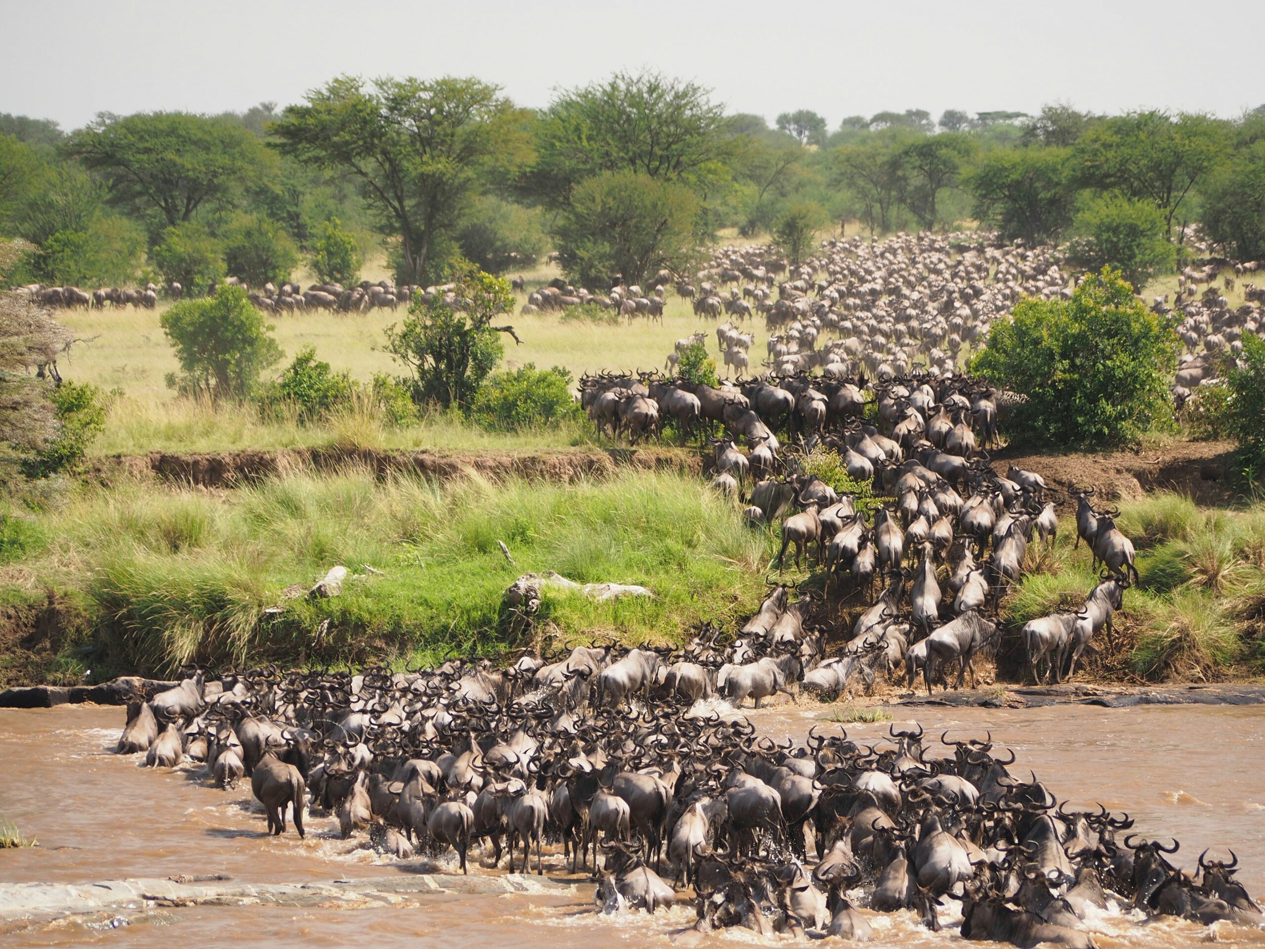 You are currently viewing 🐾 The Great Migration Explained: Nature’s Greatest Show on Earth
