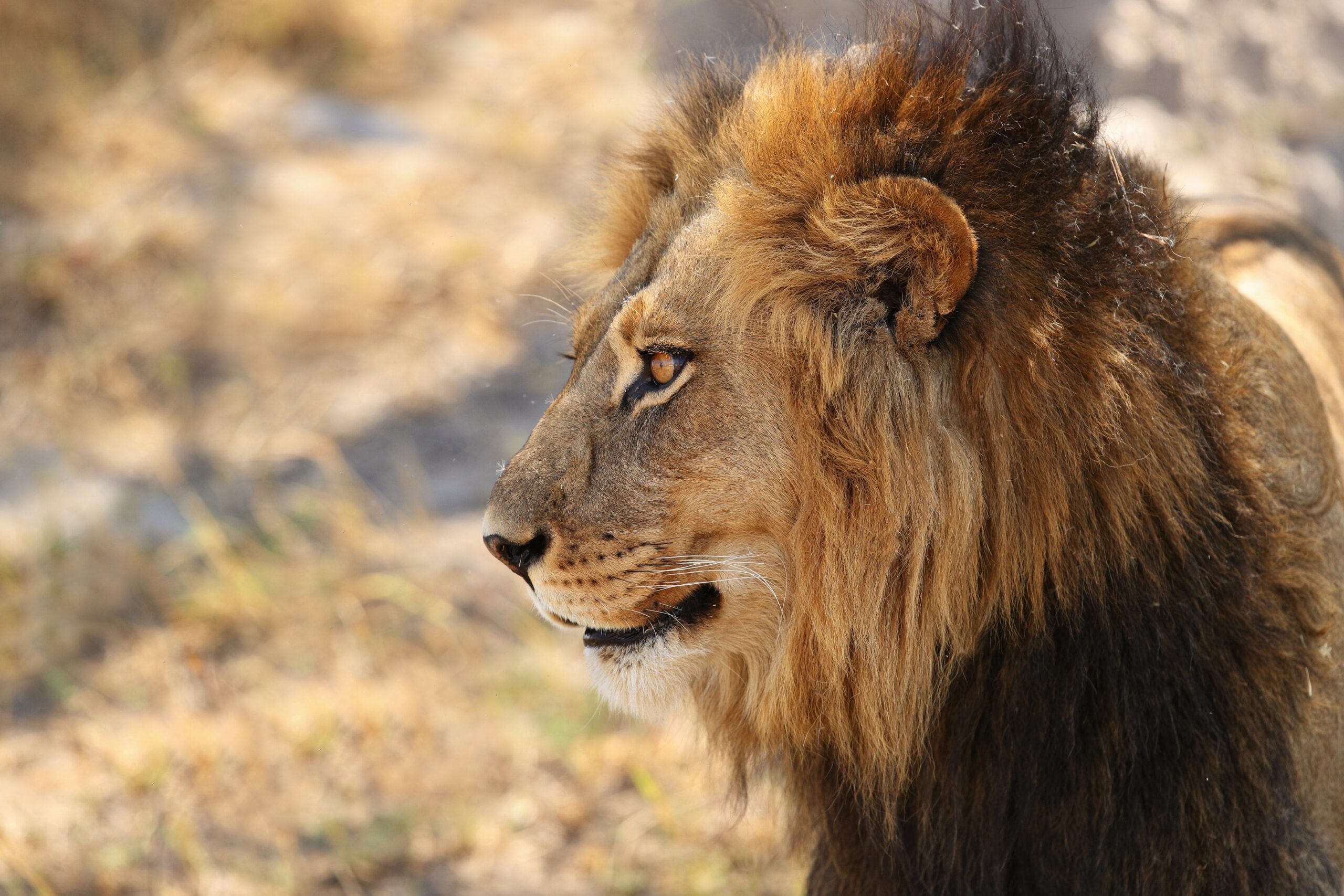 You are currently viewing Best Time to Visit the Serengeti: A Month-by-Month Guide