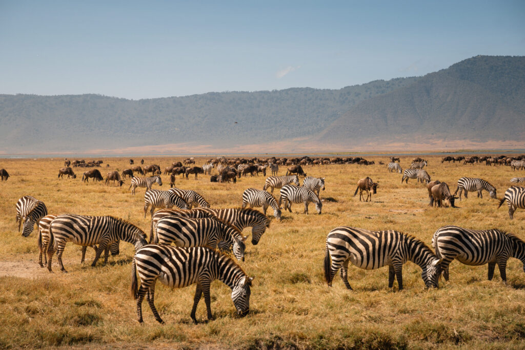7-Day Lodge Group Safari: Tarangire, Serengeti, Lake Manyara and Ngorongoro Crater