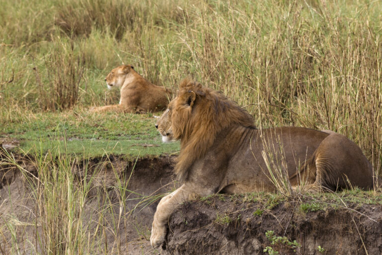 3-Day Tanzania Safari with Materuni Waterfalls and Coffee