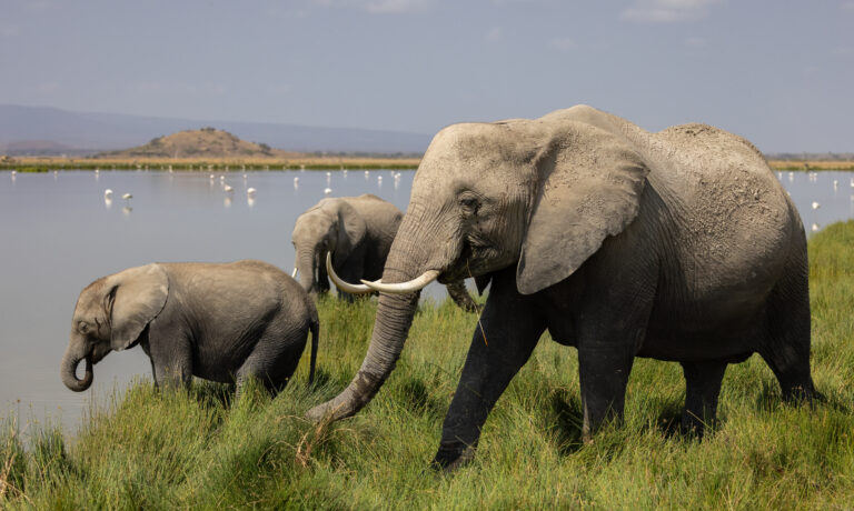 5-Day Ndutu Calving Season Safari