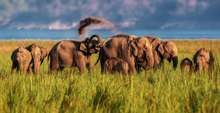 3-Day Budget Group Safari: Serengeti and Ngorongoro Crater