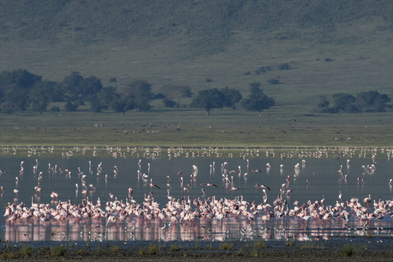 4-Day Ndutu Calving Season Safari