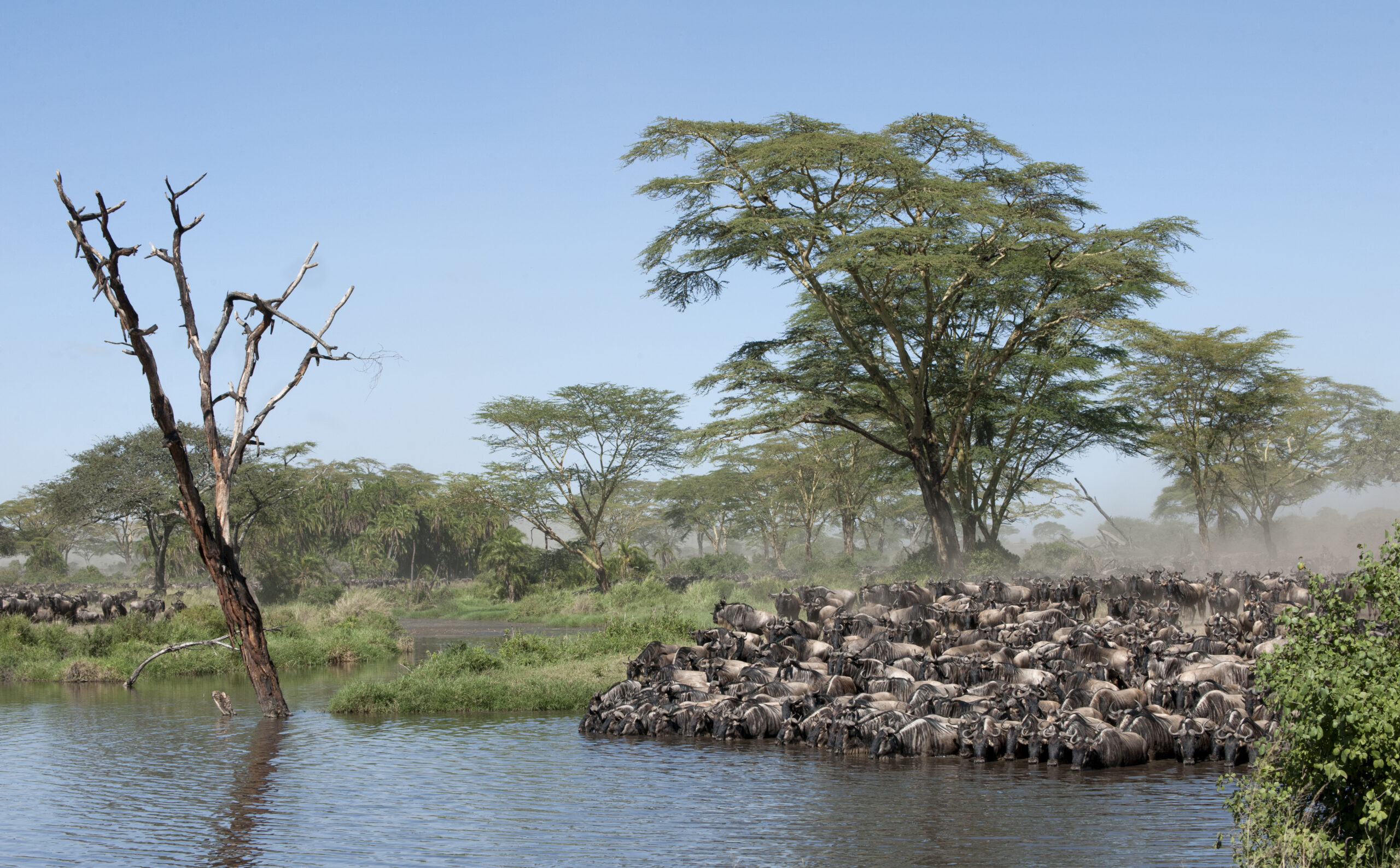 Great Wildebeest Migration