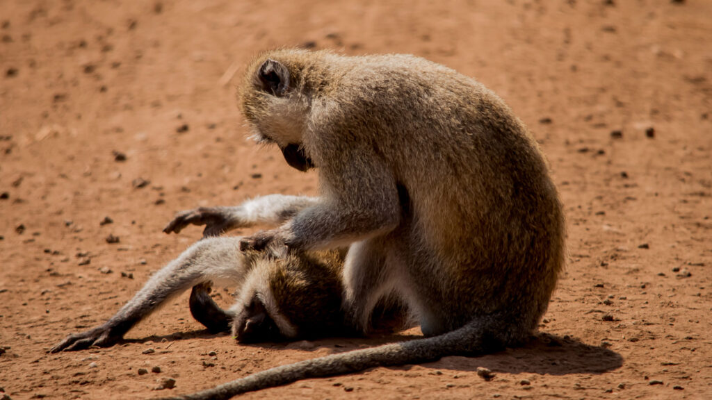 6-Day Lodge Group Safari: Tarangire, Serengeti, Lake Manyara and Ngorongoro Crater