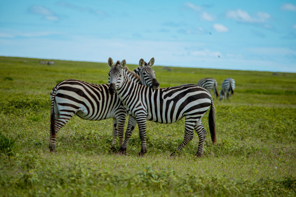 2-Day Budget Group Safari: Tarangire and Ngorongoro Crater