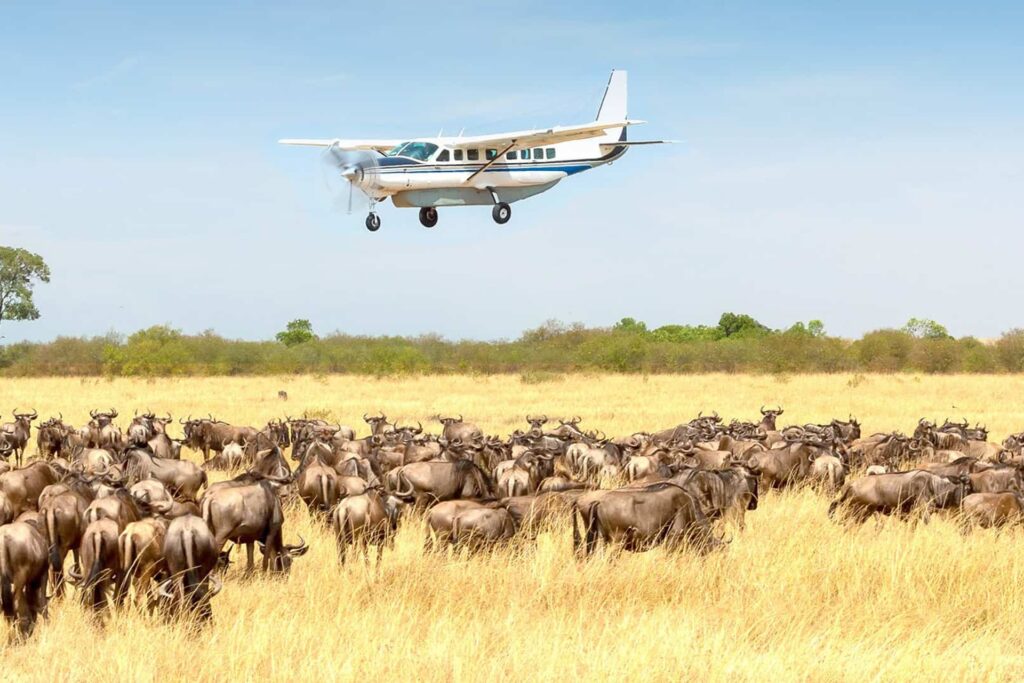8-Day Fly-in Safari from Zanzibar: Tarangire, Serengeti and Ngorongoro Crater