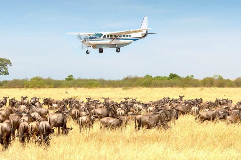 8-Day Fly-in Safari from Zanzibar: Tarangire, Serengeti and Ngorongoro Crater