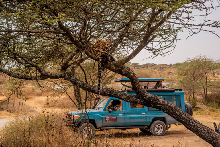 9-Day Private Lodge Safari: Tarangire, Serengeti, Lake Manyara and Ngorongoro Crater