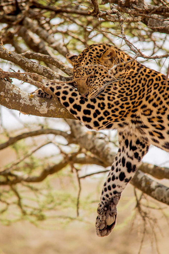 5-Day Private Luxury Safari: Tarangire, Serengeti and Ngorongoro Crater