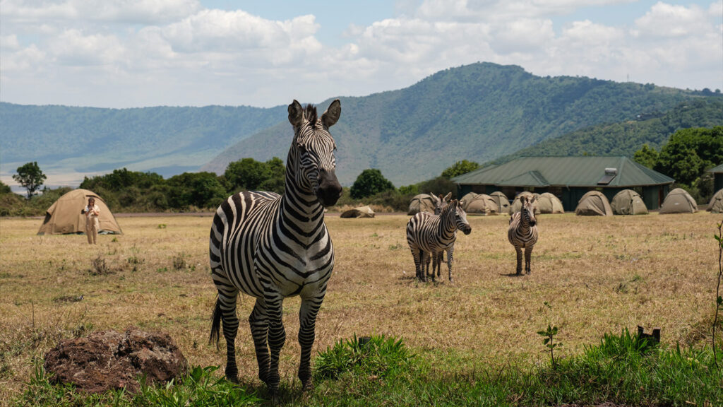 4-Day Budget Group Safari: Tarangire, Serengeti and Ngorongoro Crater