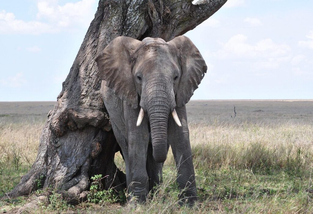 5-Day Fly-in Safari from Zanzibar: Tarangire, Serengeti and Ngorongoro Crater