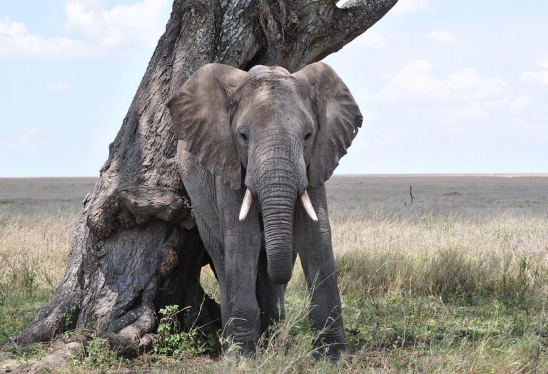 5-Day Fly-in Safari from Zanzibar: Tarangire, Serengeti and Ngorongoro Crater