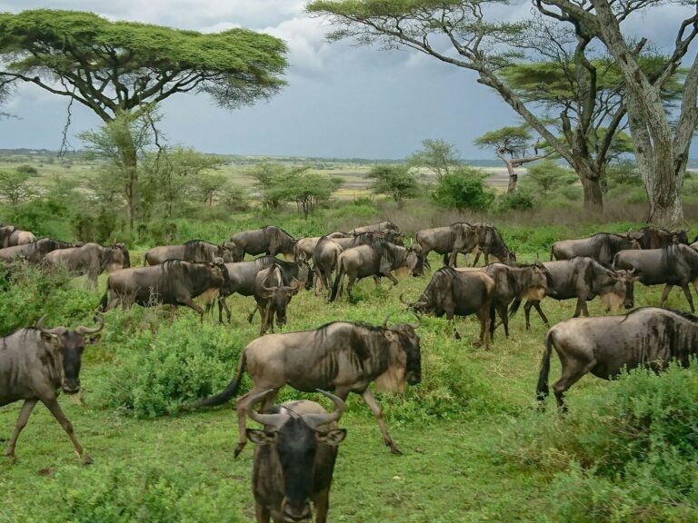 3-Day Ndutu Calving Season Safari